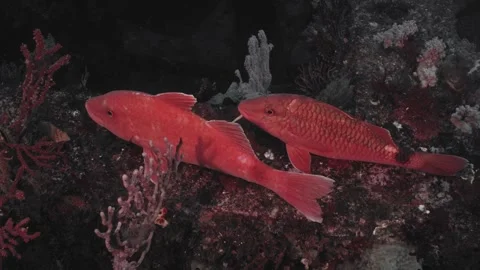 Futo Pyramid Goatfish Pair Zoom himeji Stock Footage 336840669