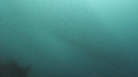 Futo Pyramid Mega Fish Swarm Dance Vídeos de archivo 336840667