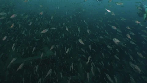 Futo Pyramid Mega Fish Swarm Stock Footage 336840706