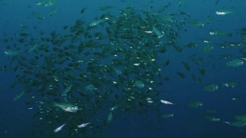Futo Pyramid MegaSchool Stock Footage 336840708