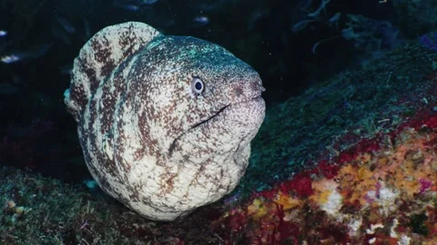 Futo Pyramid MorayEel CloseUp Vídeos de archivo 336840735