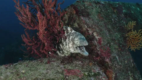 Futo Pyramid MorayEel Ecological utsubo Vídeos de archivo 336840680
