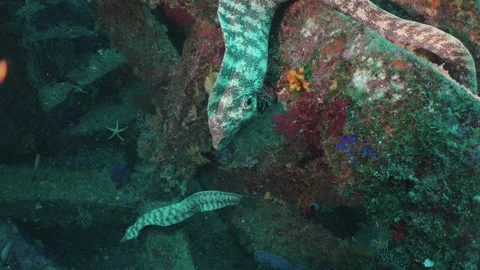 Futo Pyramid MorayEel Vídeos de archivo 336840734