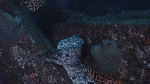 Futo Pyramid MorayEel Resting Vídeos de archivo 336840593