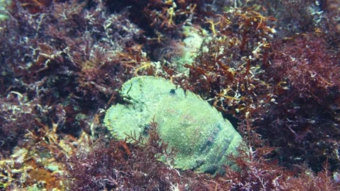 Futo slipper lobster walking 361 Vídeos de archivo 337808794