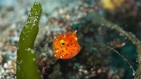 Futo yellow boxfish juvenile 342 Vídeos de archivo 337808803