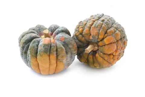 Futsu Black Squash Stock Photos