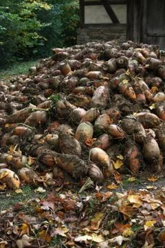 Futterrüben Stock Photos