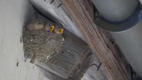 Fütterung im Schwalbennest 스톡 동영상 107736786