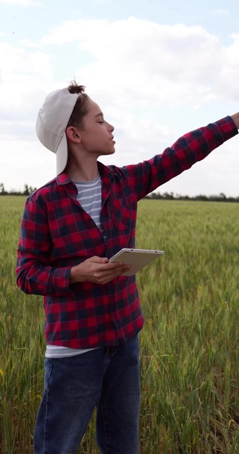 Future agronomist studies wheat crops with tablet, pointing across field. Young Stock Footage 343856139