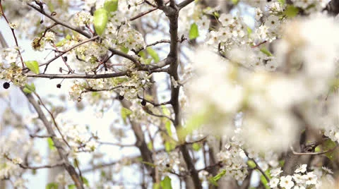 Future apple Stock Footage 22637687