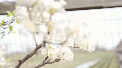 Future apple Stock Footage 22637696