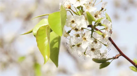 Future apple Stock Footage 22637723
