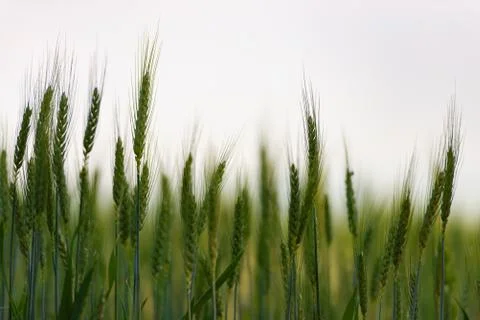 Future bread is growing. Stock Photos
