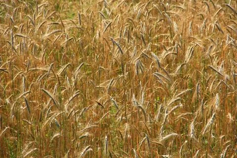 The future bread Stock Photos