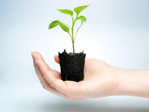 Future crop Stock Photos