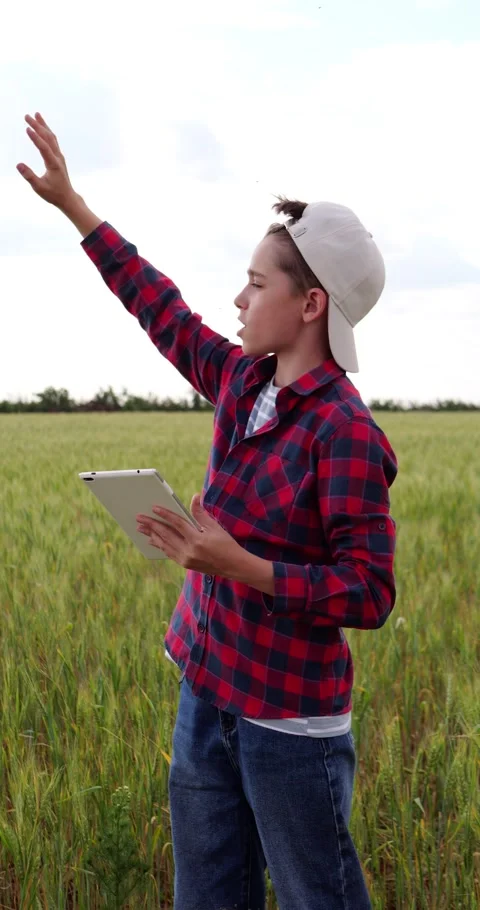 Future farmer explores wheat field with tablet, pointing toward crops. Young Stock Footage 344524415