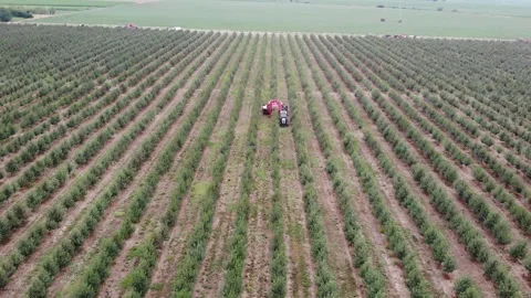 The future of farming – drone captures mechanized cherry harvest Stock Footage 301788765