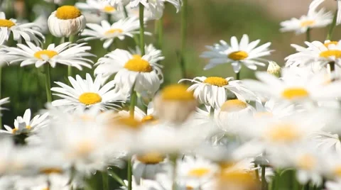 Future fuzzy white daisies Video stock 40246777