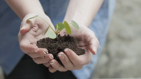 Future Growth Nature Preservation Young Woman Hands Holding Plant and Soil Stock Footage 107125558