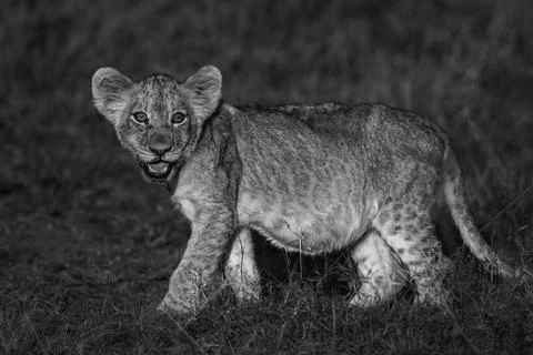 Future king - lion cub Stock Photos