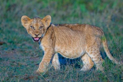 Future king - lion cub Stock Photos