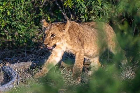 Future king - lion cub Stock Photos