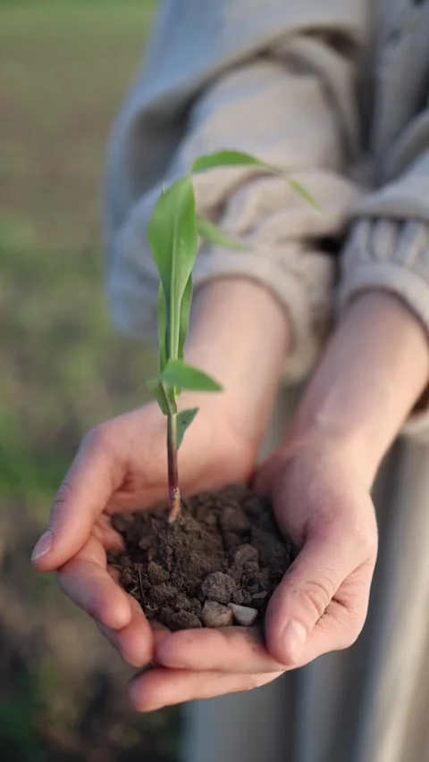 Future of nature in our hands Stock Footage 337941294