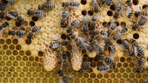 Future Queen Bee develops in a wax cocoon. Bees create a cocoon and take care of 스톡 동영상 195000440