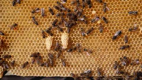 Future queen bees queen cells. Video stock 337058972