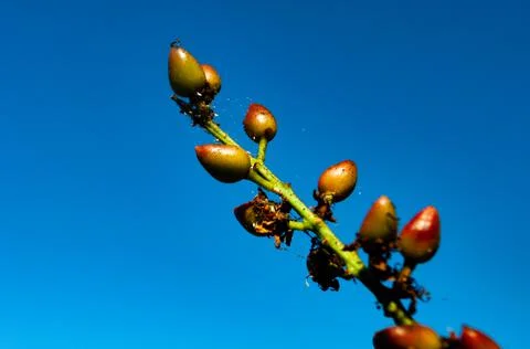 The future of seeds in the sky Stock Photos