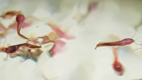 Future Swimmers: Organic Minnows Maturing in Aquaculture Stock Footage 274345191