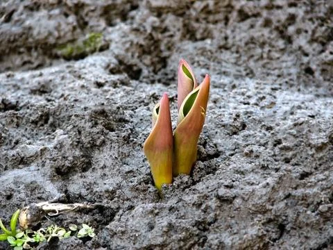 Future tulips Foto stock