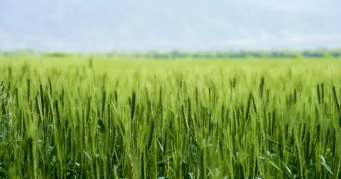 Future Wheat Crop 4K Stock Footage 50566412