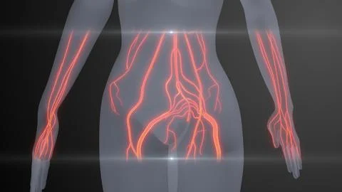 Future X-Ray Human Brain and Nerve Examination Illustration