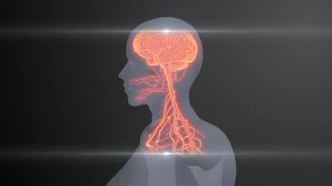 Future X-Ray Human Brain and Nerve Examination イラスト素材