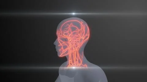 Future X-Ray Human Heart and Circulatory Examination Illustration