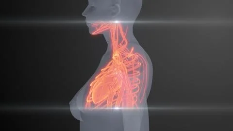 Future X-Ray Human Heart and Circulatory Examination イラスト素材