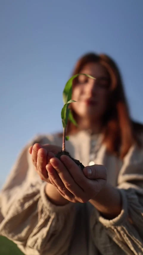 Future in young sprout Stockbeeldmateriaal 337941314