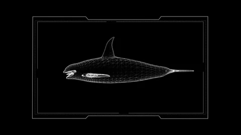 Futuristic 3D Wireframe of Marine Life - Black Background Perspective View Stock Footage 342248428