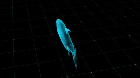 Futuristic Blue Digital Wireframe of Fish on a Grid Pattern Background Stock Footage 343863348