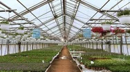 Futuristic Concept Of: Industrial Greenhouse With Rows Of Flowers Stock Footage
