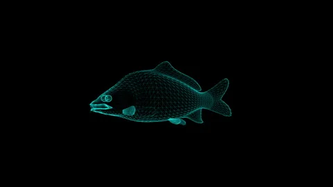 Futuristic Digital Wireframe Fish Model on Black Background 库存影片 342375932