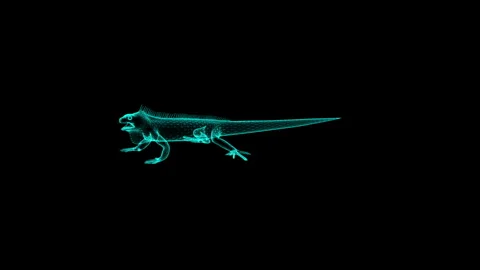 Futuristic Digital Wireframe of a Lizard Emerging in Neon Blue Tones Stock Footage 343862255