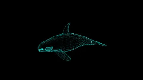 Futuristic Digital Wireframe Orca Illustration in Dark Minimalist Design 库存影片 343119693