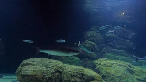 Futuristic fish aquarium concept at the Dutch zoo Stock Footage 311855853