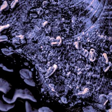 Futuristic macro texture in violet tones – organic fungi pattern Stock Photos