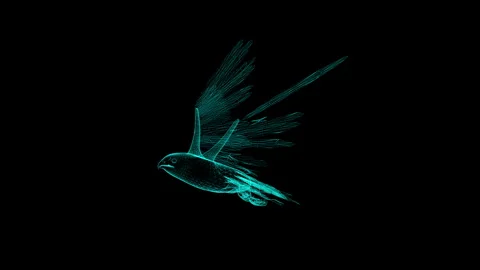 Futuristic Neon Bird Wireframe in Flight Against Black Background 库存影片 343639962