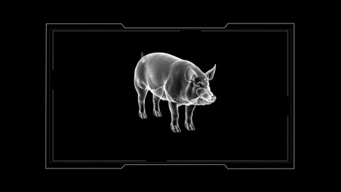 Futuristic Pig X-ray Digital Art with Detailed Wireframe Design on Black Ba.. 库存影片 342377058