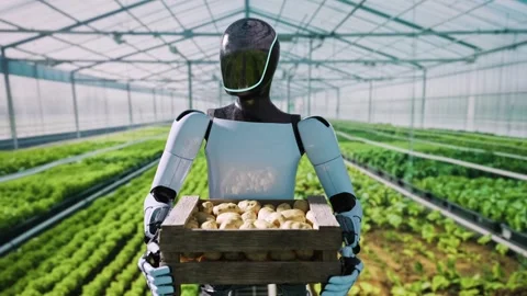 Futuristic Robot Harvesting Vegetables In Modern Greenhouse Agriculture Stock Footage 292939202